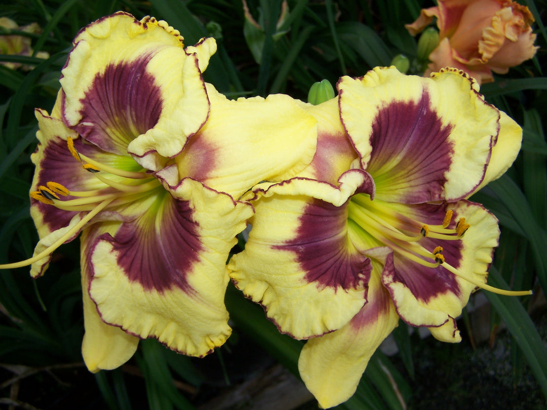 Zyzzified | Spring Daylily Catalog – Schreiner's Gardens
