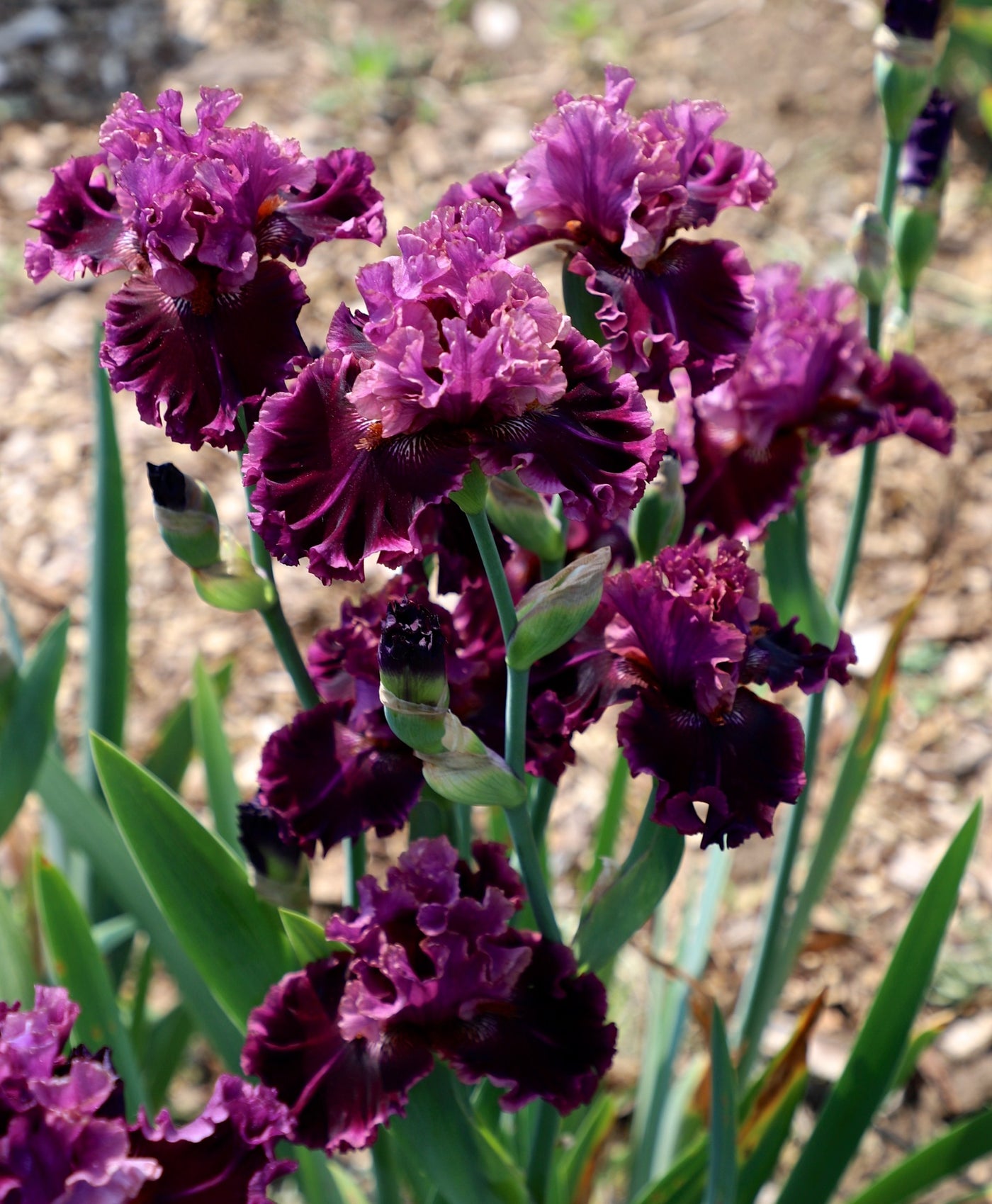 Hey Darling - 2026 New Intro – Schreiner's Gardens