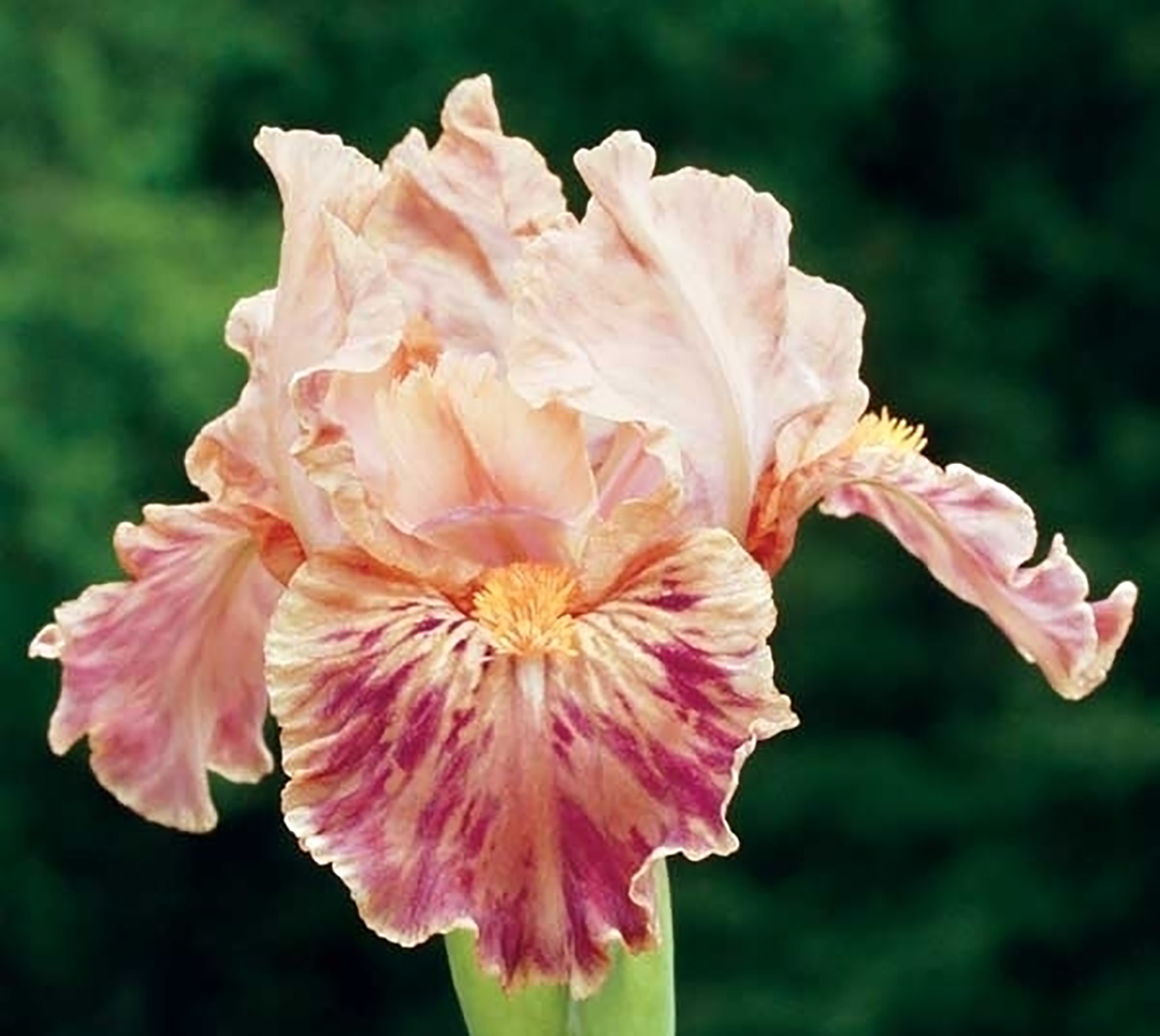 Clash – Schreiner's Gardens