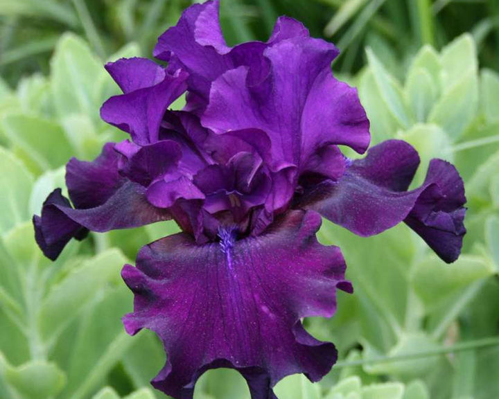 Diabolique | Tall Bearded Iris – Schreiner's Gardens