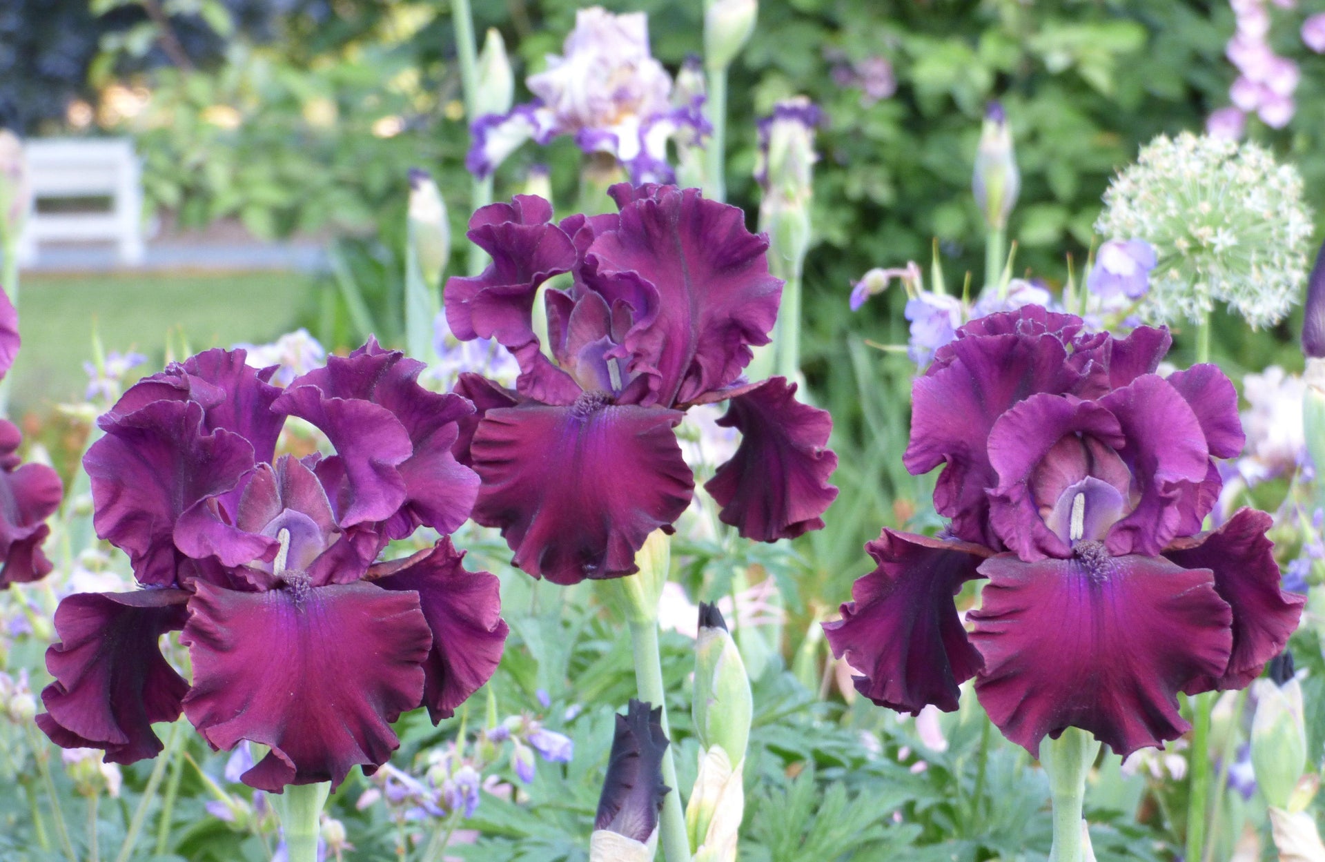 Schreiner's Iris Gardens Growing the finest Iris since 1925