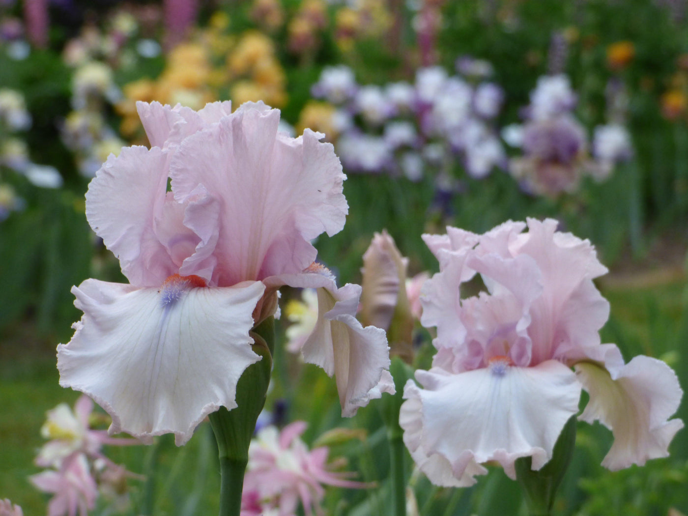 front_page_Island_Blush - Schreiner's Gardens