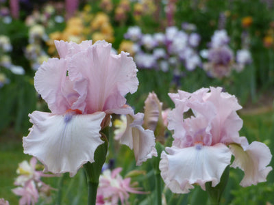 front_page_Island_Blush - Schreiner's Gardens