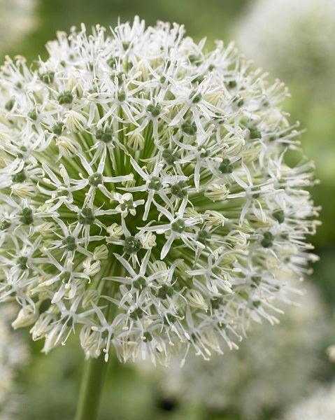 Schreiner's Gardens Allium Mount Everest