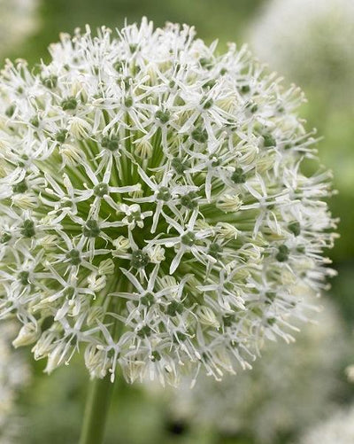 Giant Allium: Mount Everest - 4 Bulbs