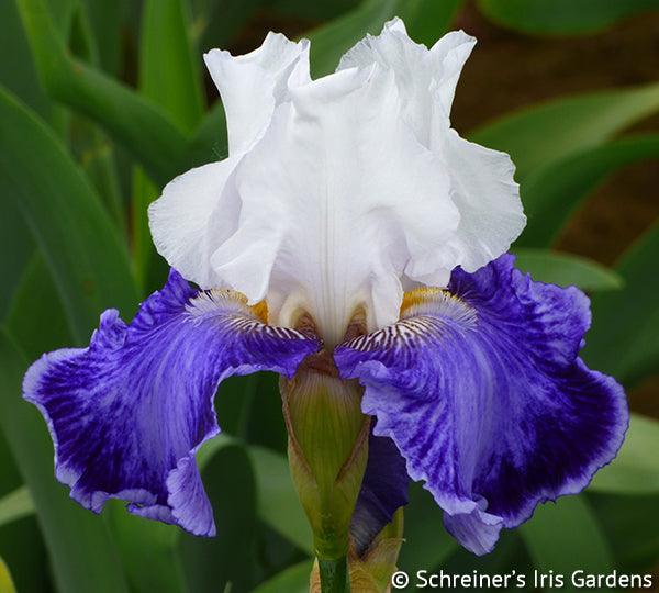 Create Your Own Classics Iris Collection