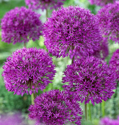 Purple Sensation - 8 Bulbs