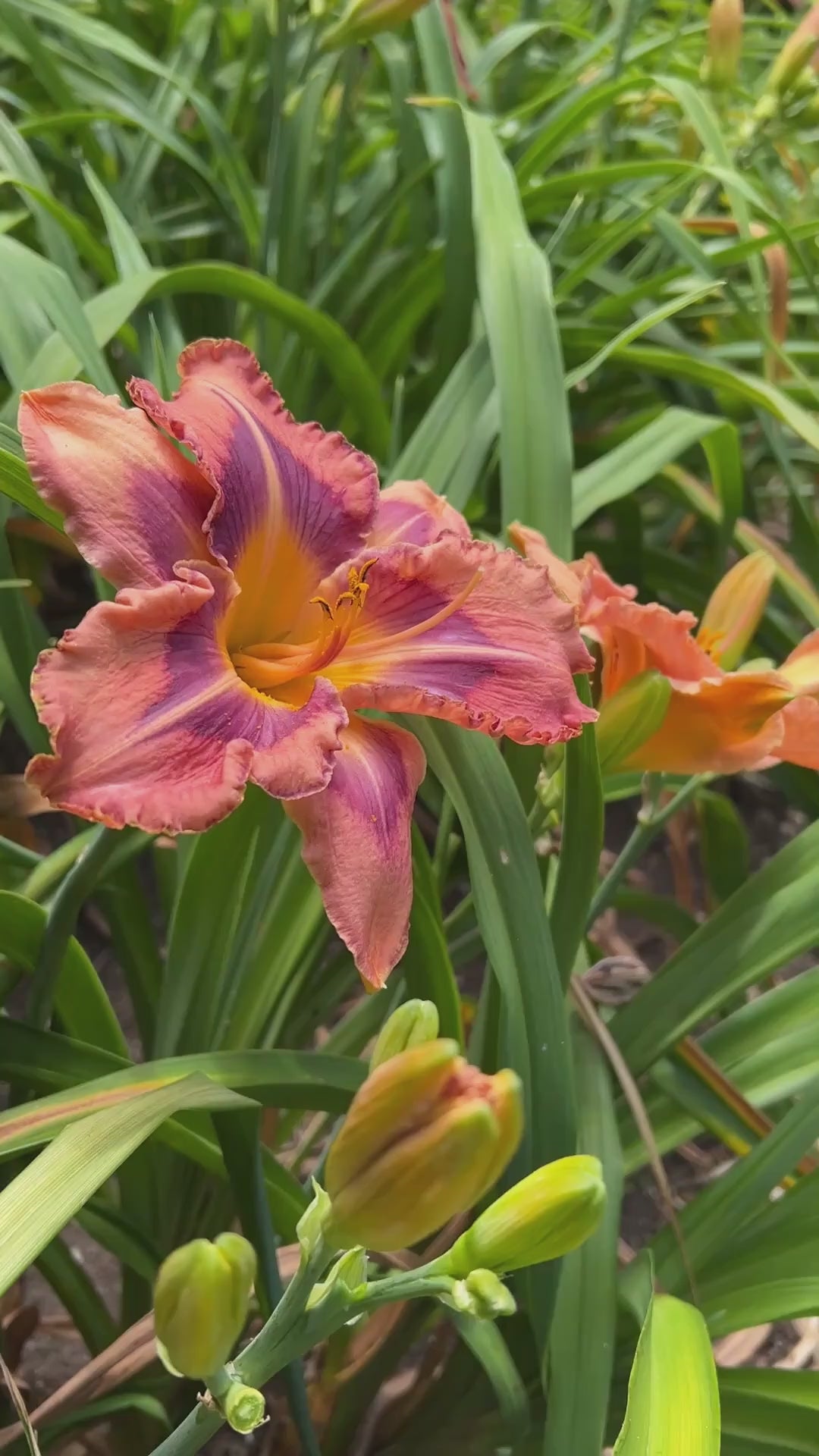 Triple Edged Sword | Maryott Daylilies – Schreiner's Gardens