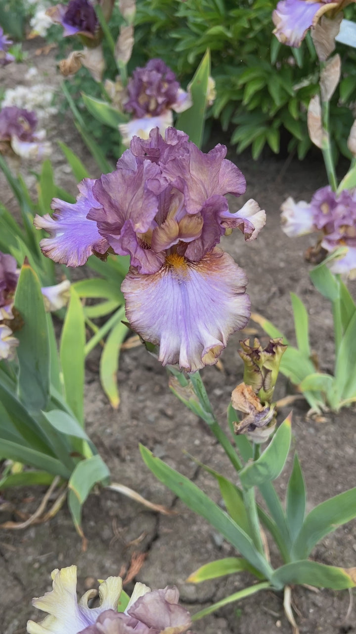 Express Yourself | Tall Bearded Iris – Schreiner's Gardens