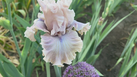 Friendly Advice | Tall Bearded Iris – Schreiner's Gardens