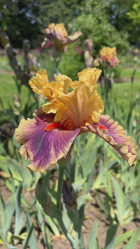 Rady♡アイリスフラワー Iris x pacifica 'Big Wheel' - Xera Plants