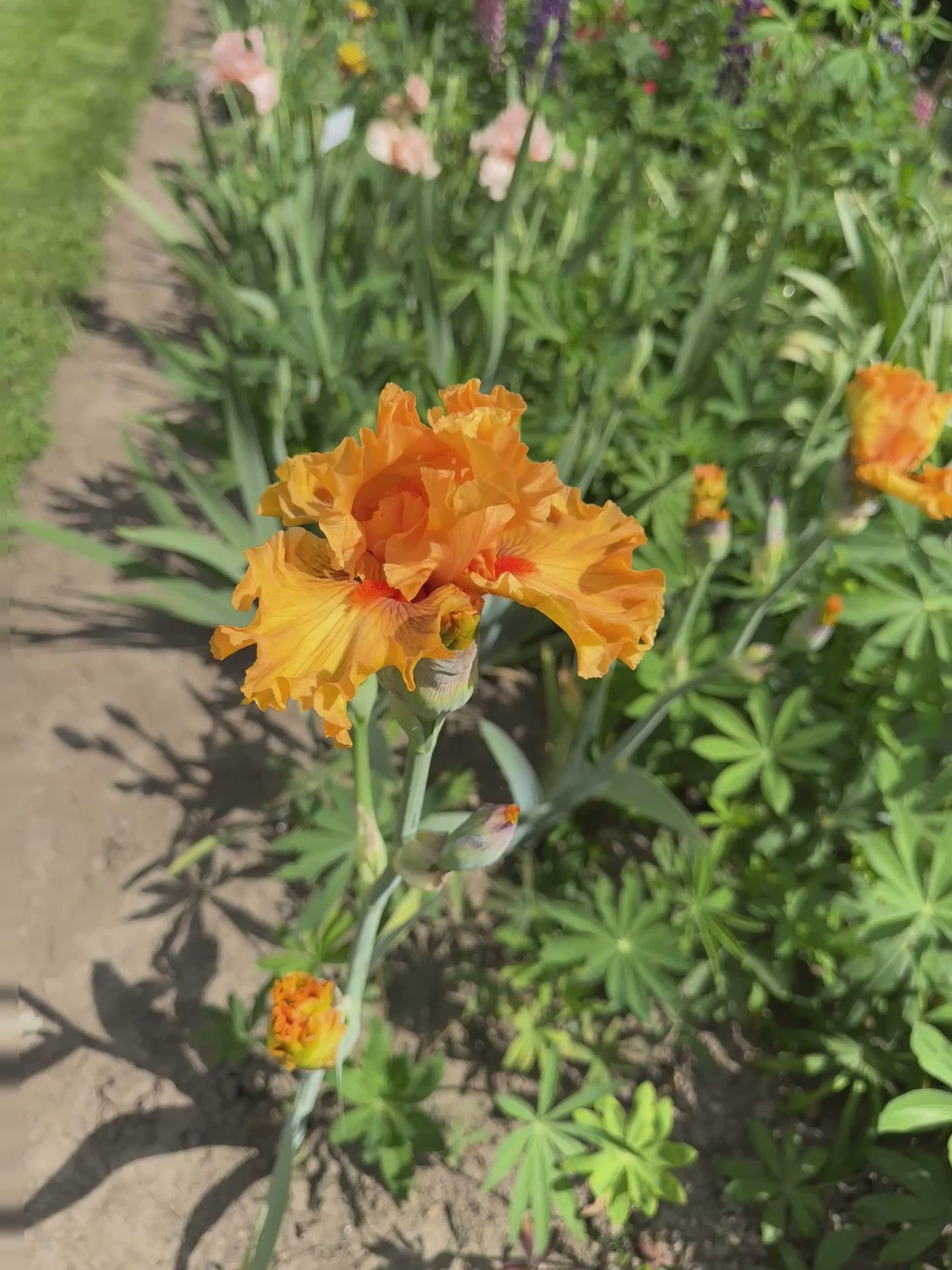 Shivaree – Schreiner's Gardens