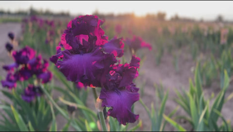 Vicar | Tall Bearded Iris – Schreiner's Gardens