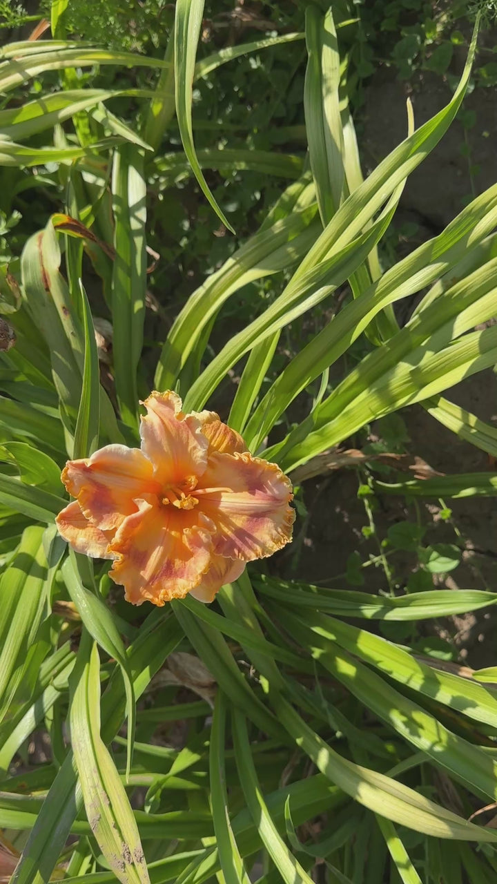 Corona Star | Spring Daylily Catalog – Schreiner's Gardens