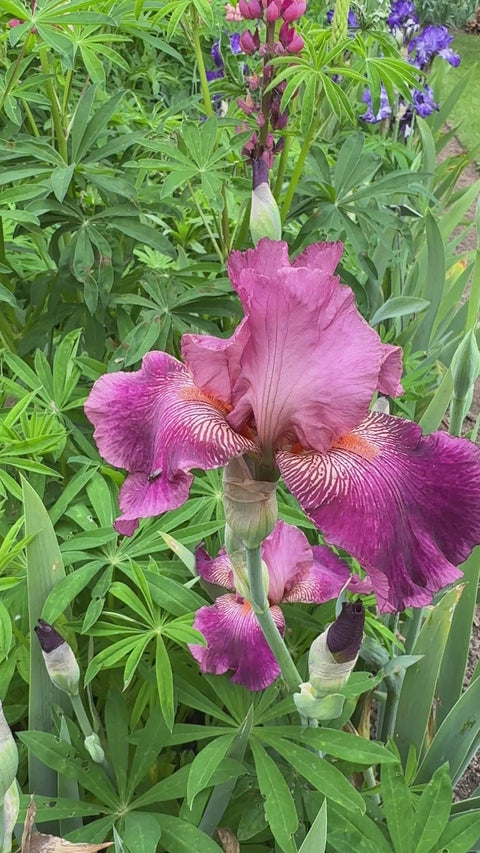 Autumn Rose | Tall Bearded Iris – Schreiner's Gardens