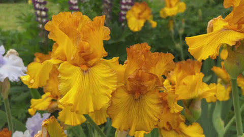 Spice Trader | Tall Bearded Iris – Schreiner's Gardens