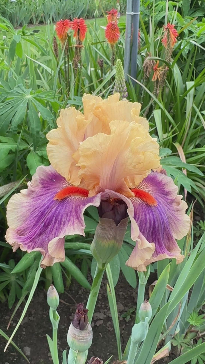 Smith Rock | Tall Bearded Iris – Schreiner's Gardens