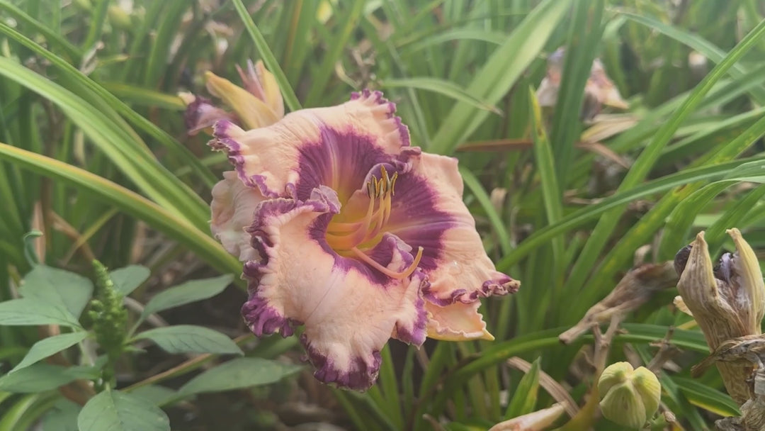 Hanalei Bay | Spring Daylily Catalog – Schreiner's Gardens