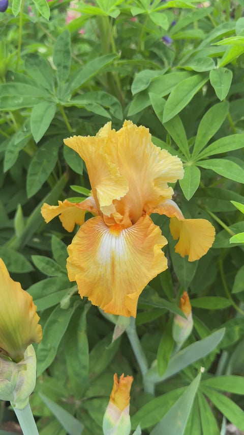 Honeycomb | Tall Bearded Iris – Schreiner's Gardens