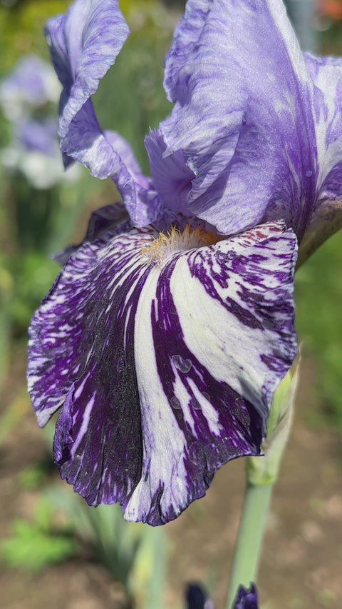 Millennium Falcon | Tall Bearded Iris – Schreiner's Gardens