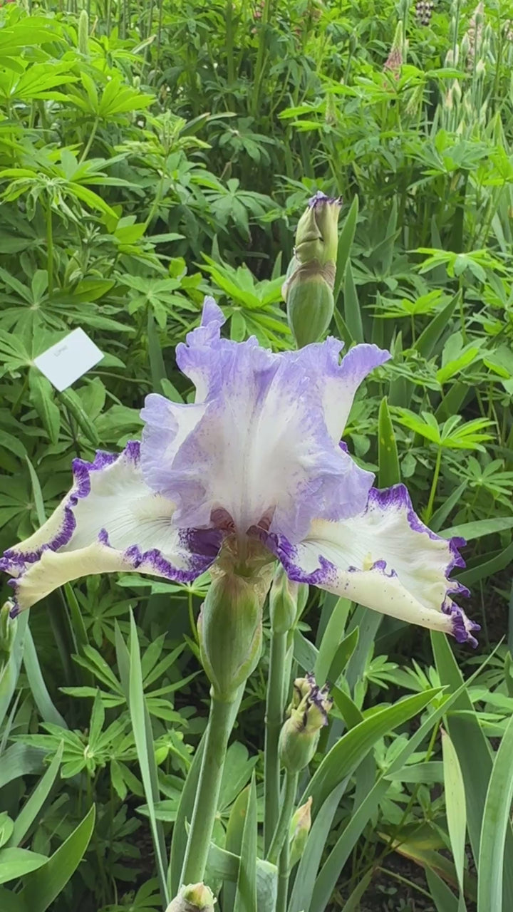 【hmm】random tulle layered iris Rings True | Tall Bearded Iris – Schreiner's Gardens