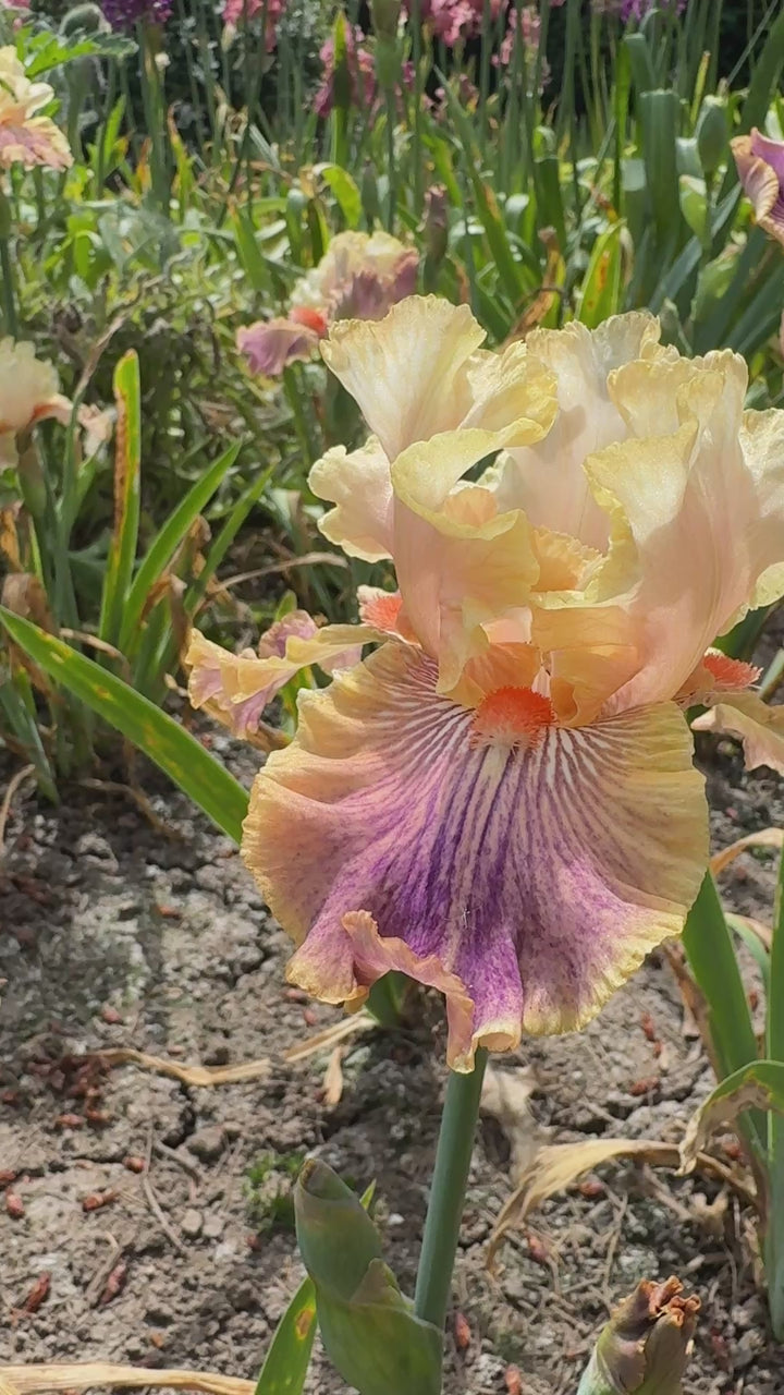 Carnival of Color | Tall Bearded Iris – Schreiner's Gardens