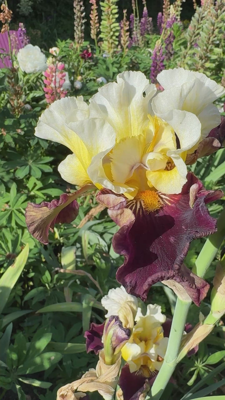 Banana Wind - 2026 Bonus – Schreiner's Gardens