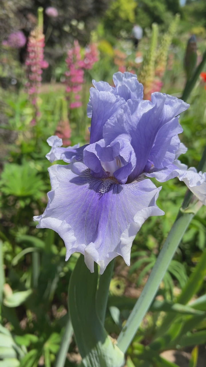 Niagara Mist | Tall Bearded Iris – Schreiner's Gardens