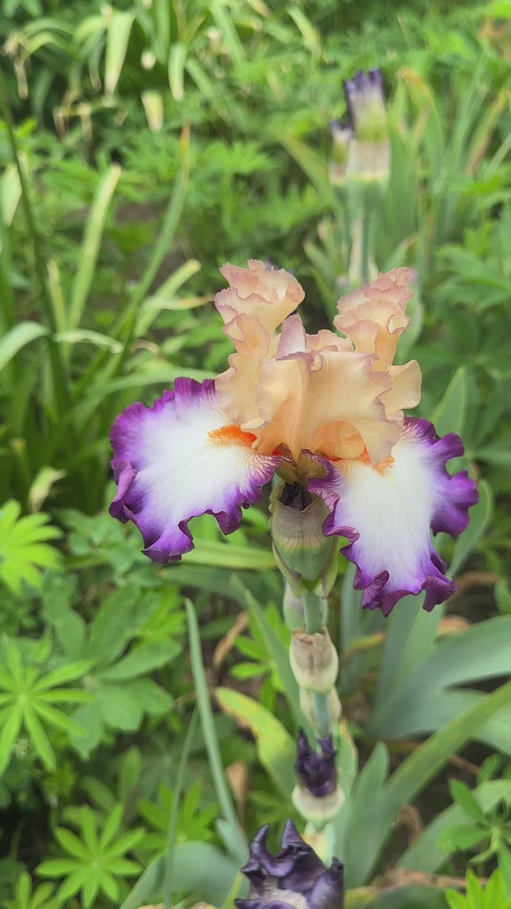Brouhaha – Schreiner's Gardens