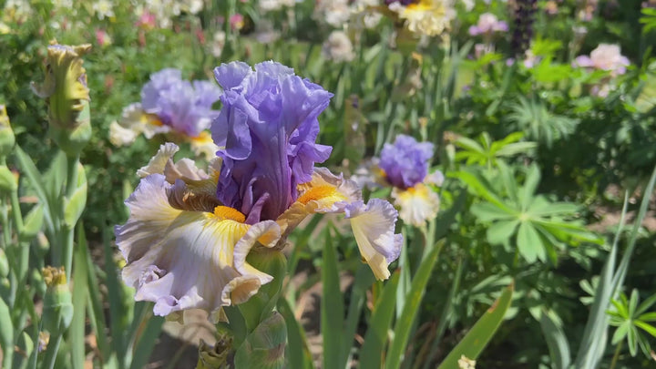 Collusion | Tall Bearded Iris – Schreiner's Gardens