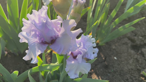 Silverado | Tall Bearded Iris – Schreiner's Gardens