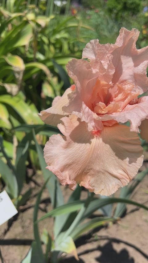 Angel's Rest | Tall Bearded Iris – Schreiner's Gardens