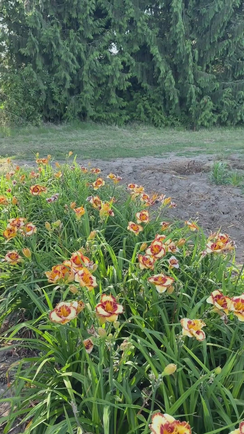 Fashion Rings | Spring Daylily Catalog – Schreiner's Gardens