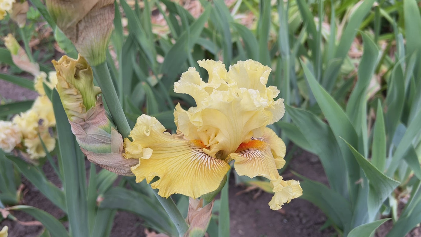 Shadowed Light | Tall Bearded Iris – Schreiner's Gardens