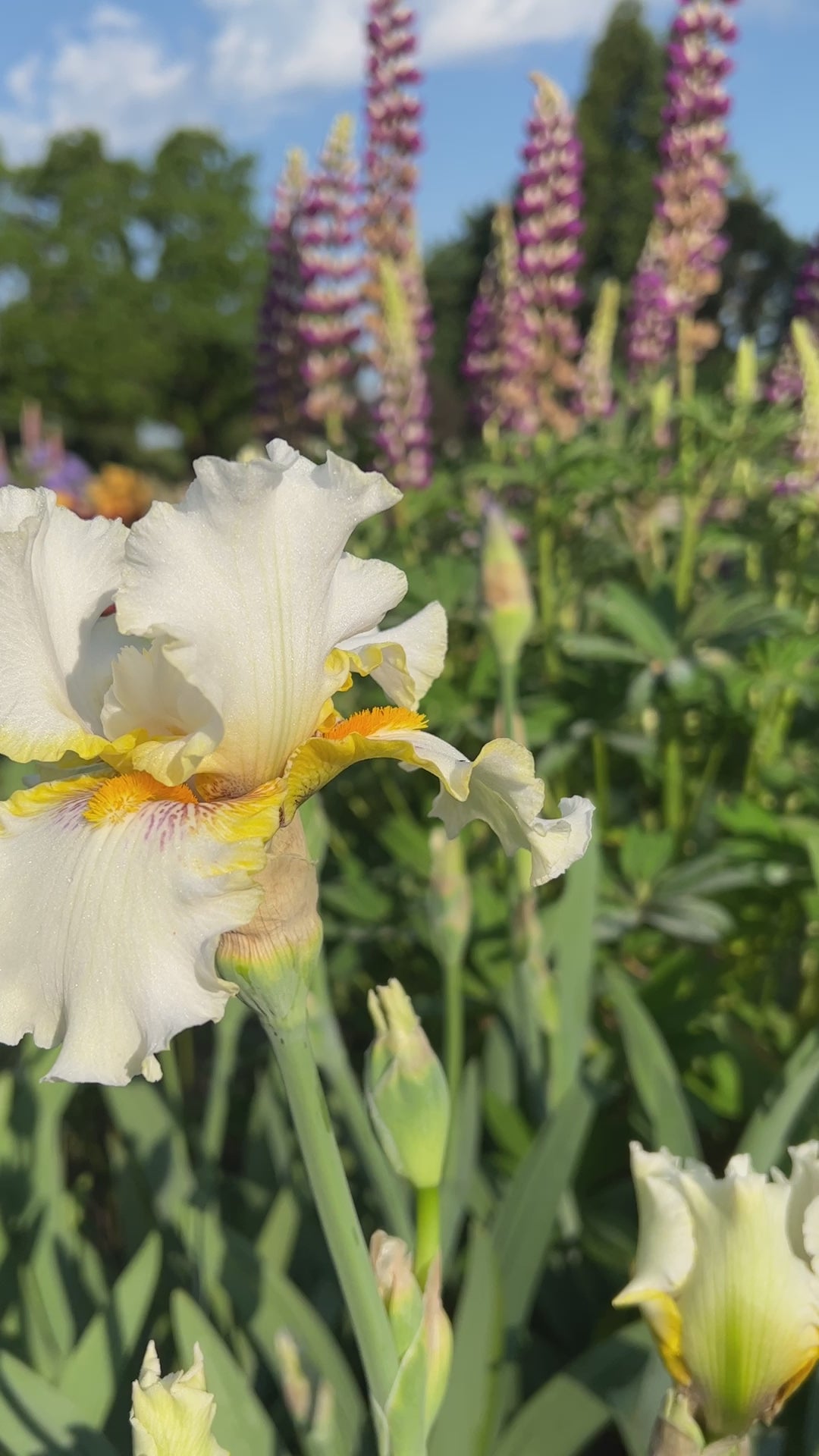 Goldkist | Tall Bearded Iris – Schreiner's Gardens