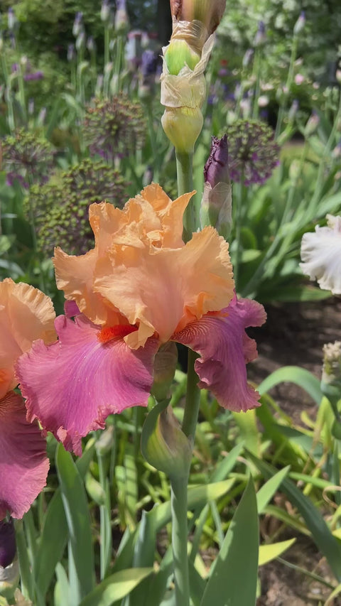 Frimousse | Tall Bearded Iris – Schreiner's Gardens