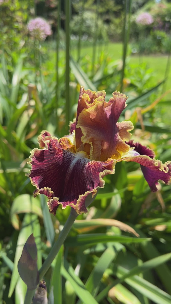 Volcanic Glow | Tall Bearded Iris – Schreiner's Gardens