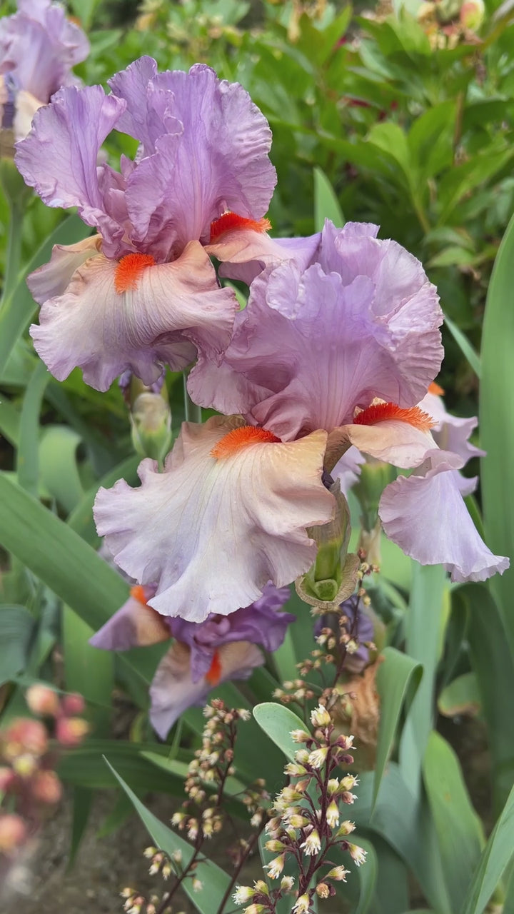 Snappy Dresser | Tall Bearded Iris – Schreiner's Gardens