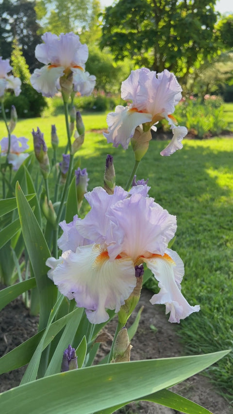 Oui Madame | Tall Bearded Iris – Schreiner's Gardens