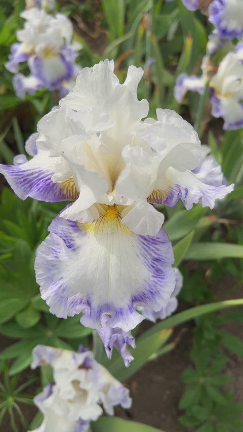 Blueberry Parfait | Tall Bearded Iris – Schreiner's Gardens