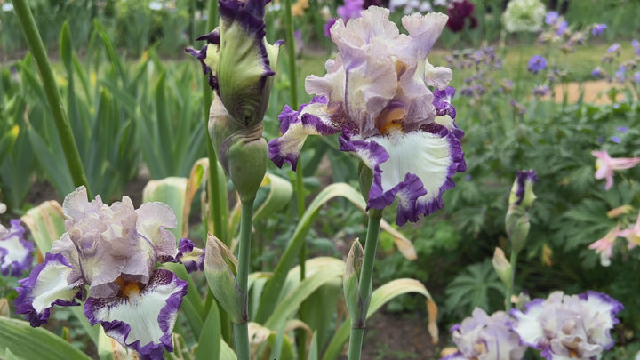 Grays Peak | Tall Bearded Iris – Schreiner's Gardens