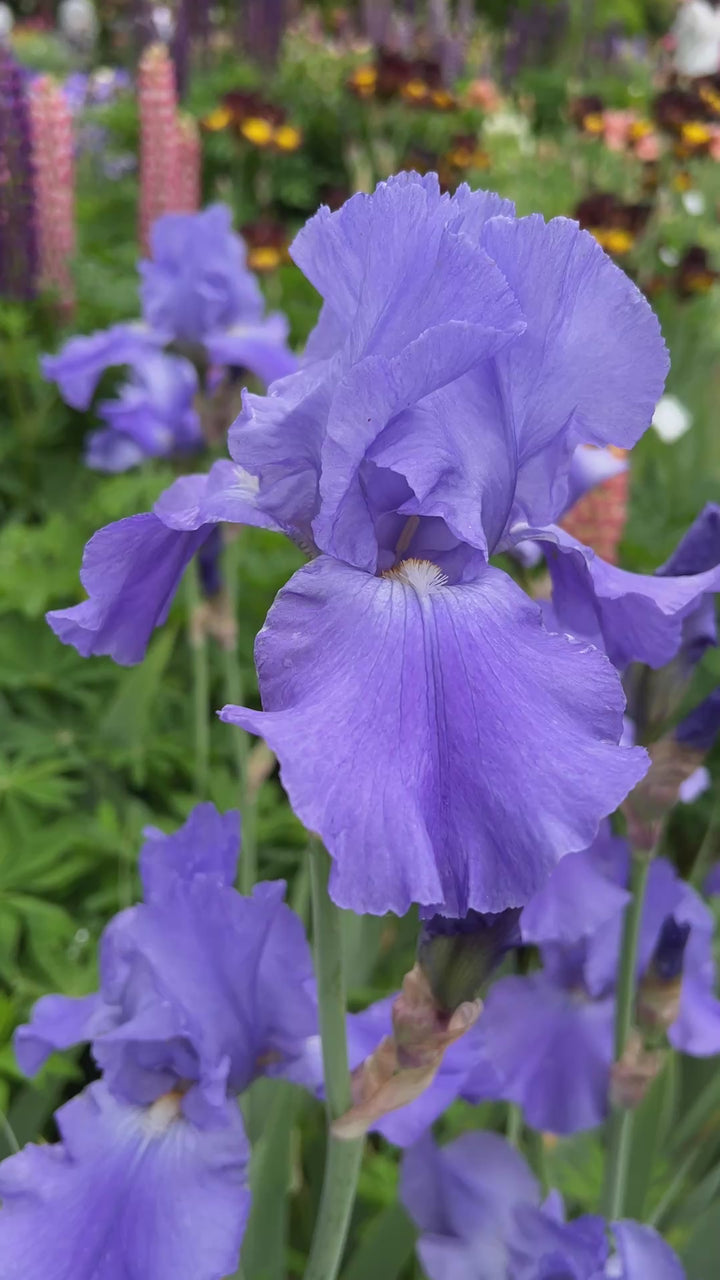 Sugar Blues | Tall Bearded Iris – Schreiner's Gardens