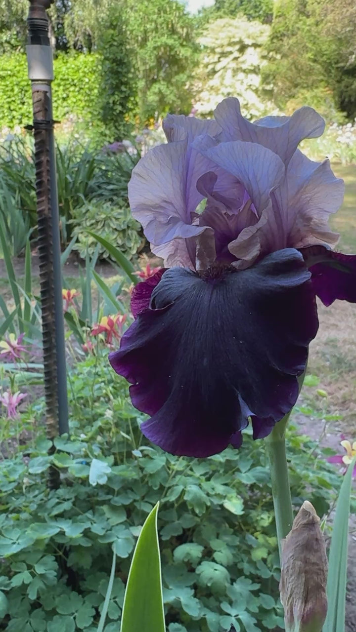 Gotham | Tall Bearded Iris – Schreiner's Gardens