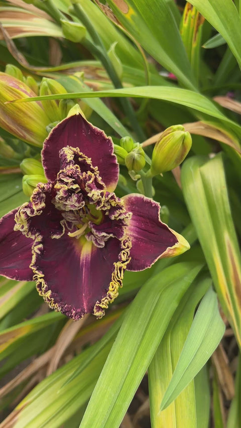Exhibitionist | Maryott Daylilies – Schreiner's Gardens