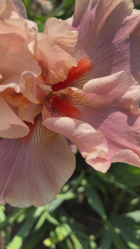 Entitled | Tall Bearded Iris – Schreiner's Gardens