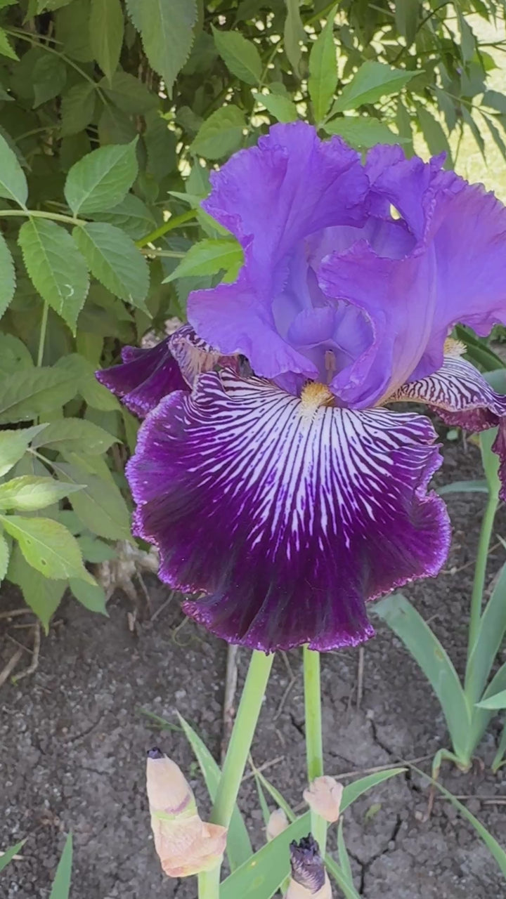 Jawbone Flats | Tall Bearded Iris – Schreiner's Gardens