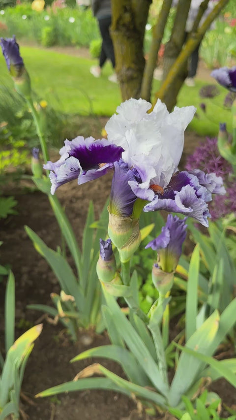 Bravery | Tall Bearded Iris – Schreiner's Gardens
