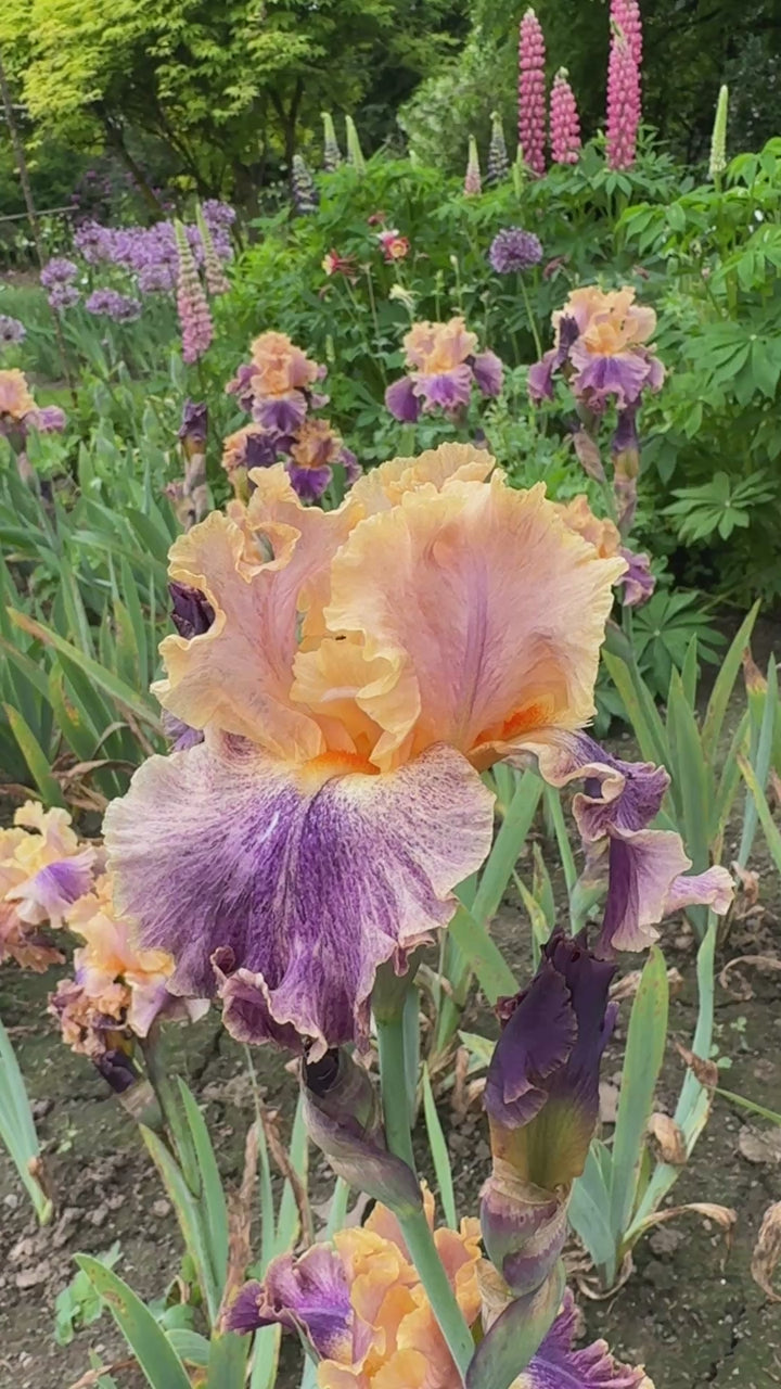 Spendthrift | Tall Bearded Iris – Schreiner's Gardens