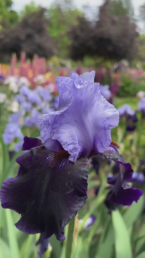 Dangerous Mood | Tall Bearded Iris – Schreiner's Gardens