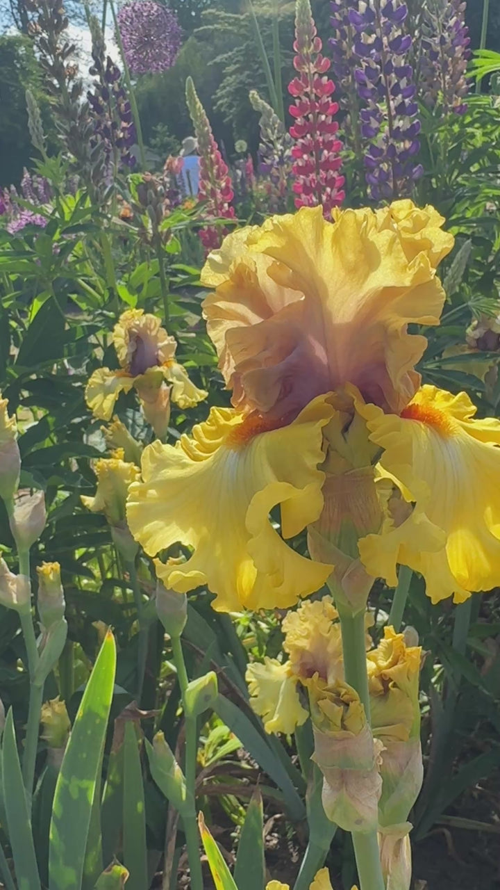 Idle Rich | Tall Bearded Iris – Schreiner's Gardens